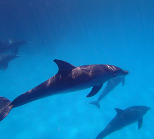Delfine