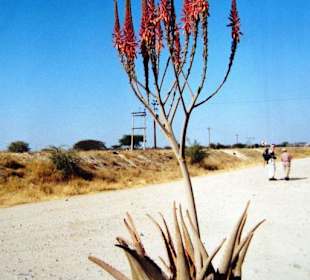 Windhoek-Aloen!