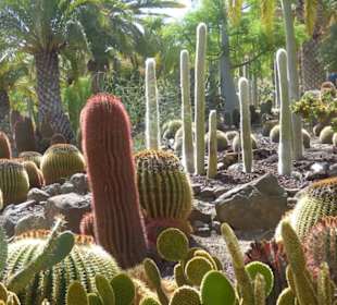 Kaktuspark