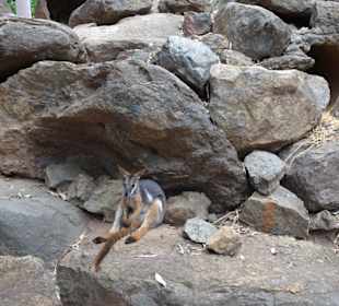 Stadtrundgang Sydney