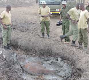 Babyfant-Rettung auf dem Weg nach Galdessa