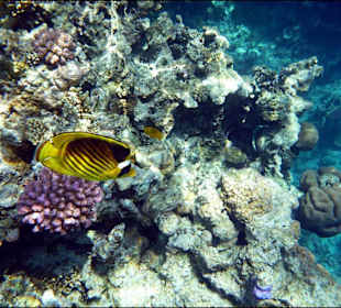 Rafa przy hotelu El Faraana Reef Resort