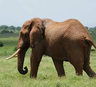 Tsavo Ost Nationalpark
