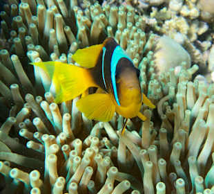 Schnorcheln Makadi Bay