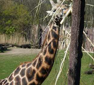 Giraffe beim fressen.