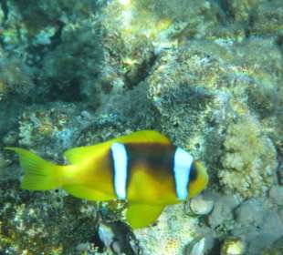 Hausriff Arabia Azur Resort