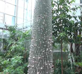 Tropicarium - Trockentropen