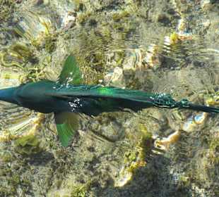 Prima Ausblicke auch vom Steg aus