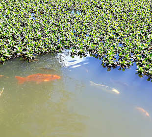 La Vallée des Couleurs NP 