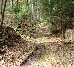 Wandern im Wald