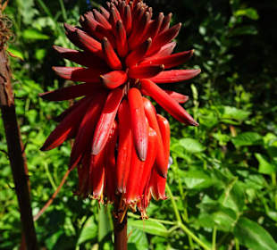 Spaziergang durch den Botanischen Garten Mascarin