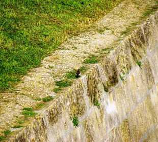 Ein ganz frecher Vogel