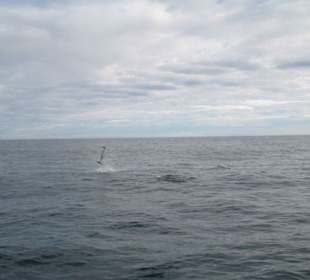 Springender Delphin II