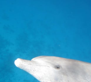 Schwimmen mit Delphinen