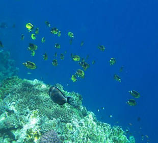 Fische am Hausriff des Hotel Flamenco Beach Resort
