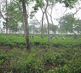 Teeplantage von Sukna