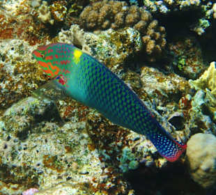 Mein Favorit, Schachbrettfisch