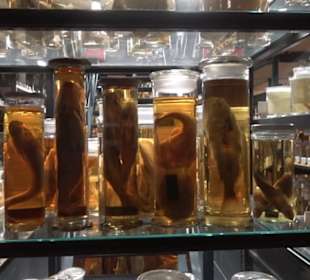 Museum der Naturkunde