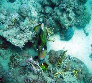 Riesendrücker - Hotel Mövenpick Resort El Quseir