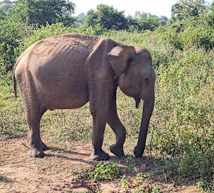 Tony Sri Lanka Tours