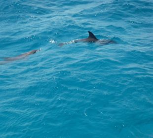 Schnorchelausflug zum "Dolphin-House"