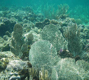 Fächerkorallen
