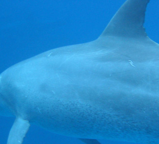 Delphine mit SimSim-Reisen