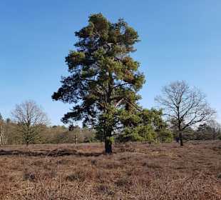 Abwechslungsreicher Weg