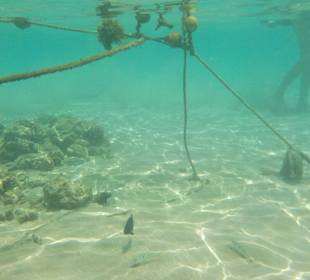 Schnorcheln Makadi Bay