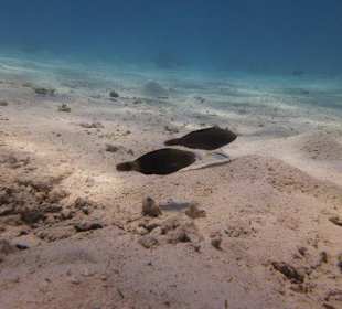 Es gab auch viele andere Tiere auf unserer Reise 