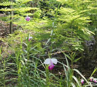 Botanischer Garten Singapur
