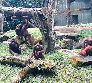 Singapur Zoo