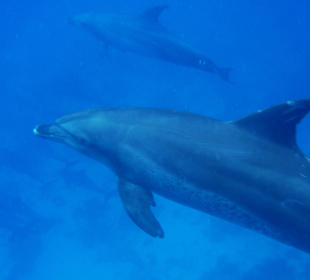 Delphintour 14.05.2012