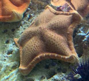 CretAquarium