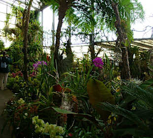 In Pregetter's Orchideengarten