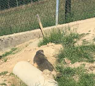 Alpenwildpark Pfänder