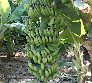 Auf der Bananenplantage