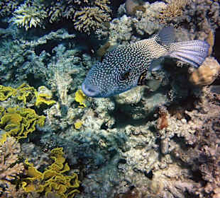 Hoteleigenes Hausriff