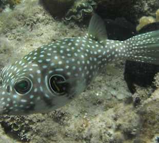 Hausriff Beach Albatros Resort