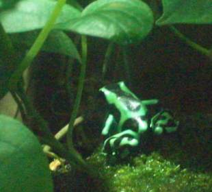 Pfeilgiftfrosch 2