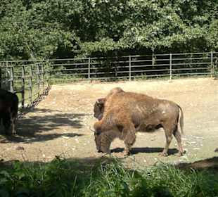 Zoo Brno
