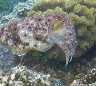 Schnorcheln Raja Ampat