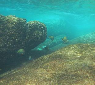 Andaman Snorkel Discovery