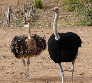 Straußenfarm