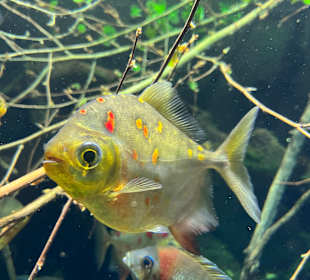 Aquazoo Löbbecke Museum Düsseldorf