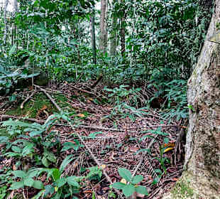 Parque Natural Obô do Príncipe