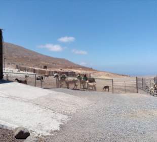 Ziegenfarm Finca Pepe