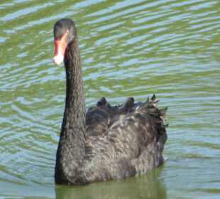 Hier gab es schwarze Schwäne