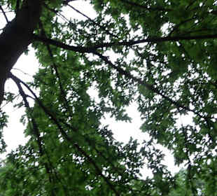 Baumlehrpfad Glacis Park