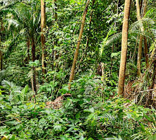 Parque Natural Obô do Príncipe